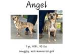 Adopt Angel a Mixed Breed