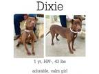 Adopt Dixie a Mixed Breed