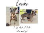 Adopt Brooke a Mixed Breed