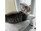 Adopt Sheila a Domestic Short Hair