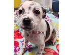 Adopt Justice a Boston Terrier