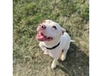 Adopt Peaches a Pit Bull Terrier
