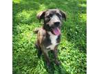 Adopt Sheba a Australian Shepherd, Border Collie