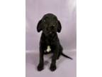 Adopt Nelly a Flat-Coated Retriever, Mixed Breed