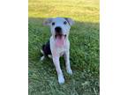 Adopt Dawn a Labrador Retriever, Mixed Breed