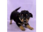 Adopt Cory a Border Collie, Mixed Breed