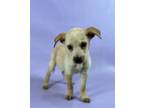 Adopt Sofia a Labrador Retriever, Mixed Breed