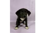 Adopt Nougat a Flat-Coated Retriever, Labrador Retriever