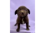 Adopt Claudia a Border Collie, Mixed Breed