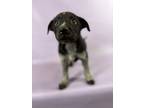 Adopt Shelly a Labrador Retriever, Mixed Breed