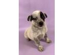 Adopt Clementine a Border Collie, Mixed Breed