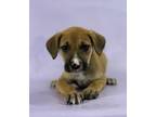 Adopt Rory a Rhodesian Ridgeback, Mixed Breed