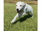 Adopt Dandelion a Labrador Retriever, Border Collie