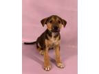 Adopt Jessie a German Shepherd Dog, Mixed Breed