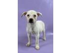 Adopt Dani a Labrador Retriever, Mixed Breed