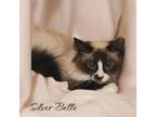 Adopt Silver Bell a Snowshoe