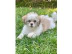 Adopt Hayley a Poodle