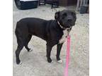 Adopt Chiclet a Boxer, Mixed Breed