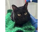 Adopt Ivory a Domestic Short Hair