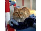Adopt Patti a Domestic Long Hair
