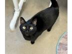 Adopt Sugar a Domestic Short Hair