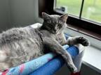 Adopt Kiana a Domestic Short Hair