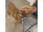 Adopt Fawn a Mixed Breed