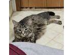 Adopt Clover a Domestic Long Hair