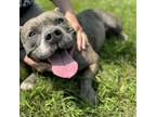 Adopt Mousie a Pit Bull Terrier