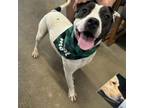 Adopt Mississippi a Pit Bull Terrier