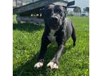 Adopt Blue Diamond a Pit Bull Terrier, Mixed Breed