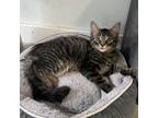 Adopt Misty a Domestic Short Hair
