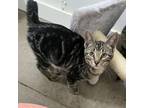 Adopt Esme a Domestic Short Hair