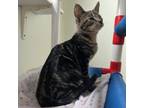 Adopt Betsy a Domestic Short Hair