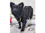 Adopt Harper a Papillon