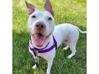 Adopt Windy a Pit Bull Terrier, Mixed Breed