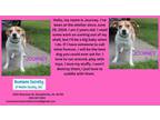 Adopt Journey a Terrier, Mixed Breed