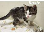 Adopt Roxie(Gracie) a Domestic Short Hair