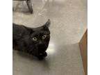 Adopt Binks a Domestic Short Hair