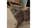 Adopt Leah a Domestic Short Hair