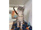 Adopt Lyla a Domestic Short Hair