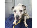 Adopt Olympia a Pit Bull Terrier