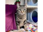 Adopt Fab a Domestic Short Hair