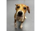 Adopt Penny a Pit Bull Terrier, Mixed Breed