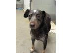 Adopt Babbi/Babsi a Beagle, Cattle Dog