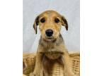 Adopt Emery a English Shepherd, Australian Cattle Dog / Blue Heeler