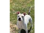 Adopt Fiona a Pit Bull Terrier