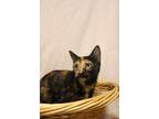 Adopt Mystic a Domestic Short Hair