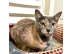 Adopt Itsy a Domestic Short Hair