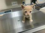 Adopt Sunshine a Domestic Short Hair